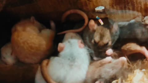 Sleeping rats