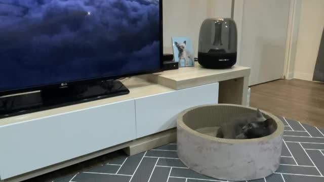 a cat watching TV