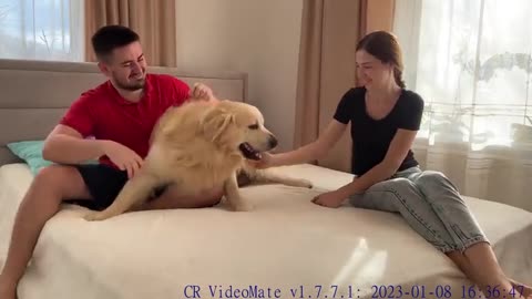 Golden Retriever Confused Who He Loves More