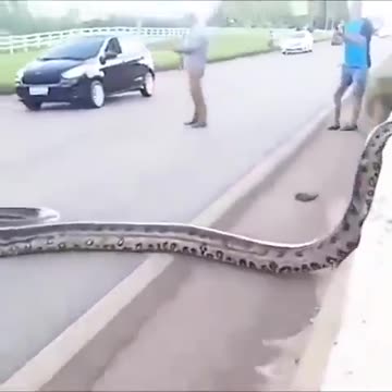 anaconda crossing the road !!!