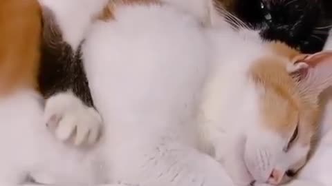 Cat couple sleeping