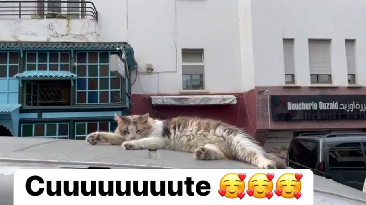 Cat resting over a car