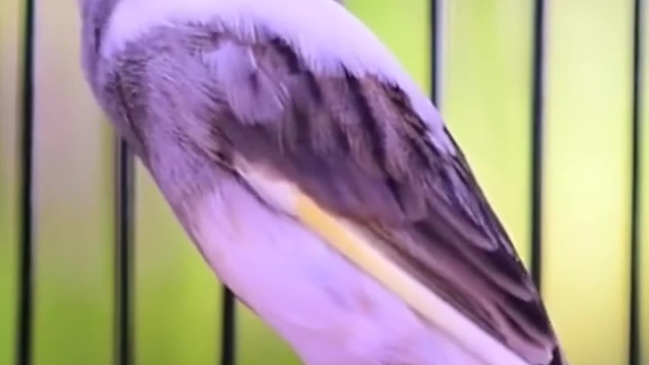 CANARY_SINGING_BIRDS_SOUNDS_AT_ITS_BEST___MELODIES_CANARY