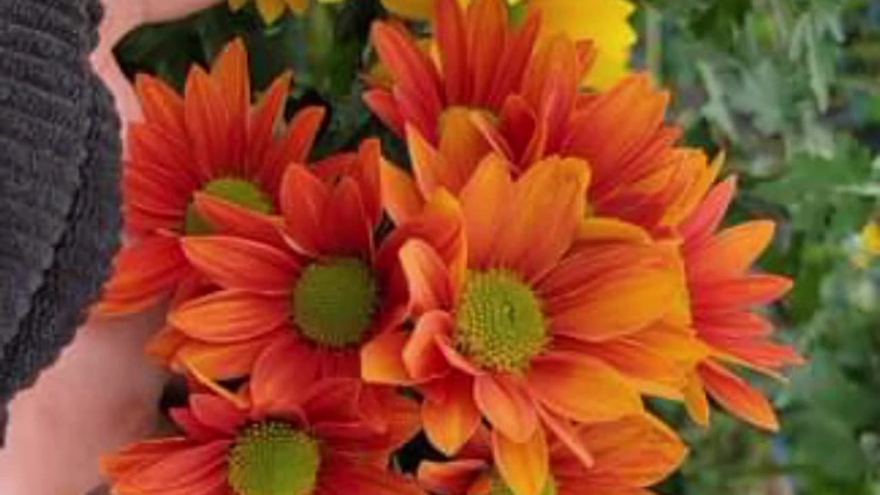 From My Rooftop Gardening, Chrysanthemum Blooming,