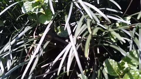 MINT LEAVES IN MY GARDEN READY TO PROCESS