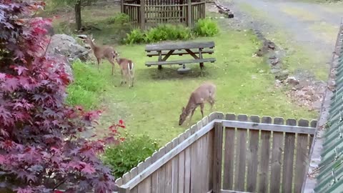 Deer 🦌 NW NC sunset at The Treehouse 🌳