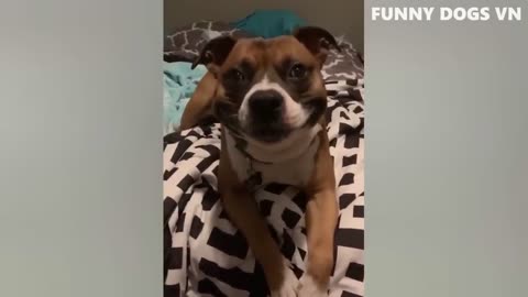 Funniest Dog and Cat Video