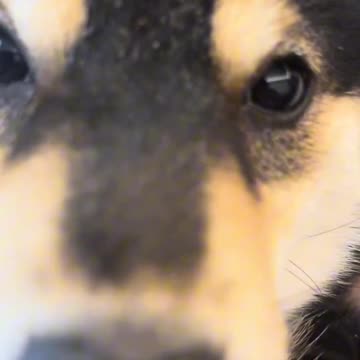 Manyu Match Puppy to the Owner I Lineup | Cut #012