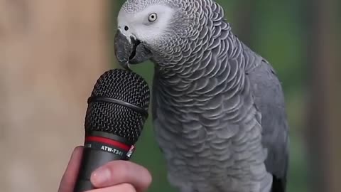 Parrot mimic other animals sounds