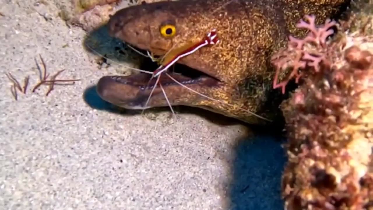 FEARLESS cleaner Shrimp