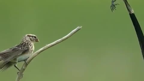 Beautifull birds