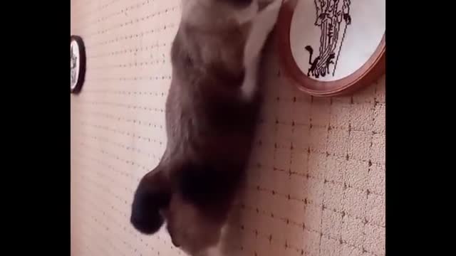 Funniest cat videos #64 - HILARIOUS!