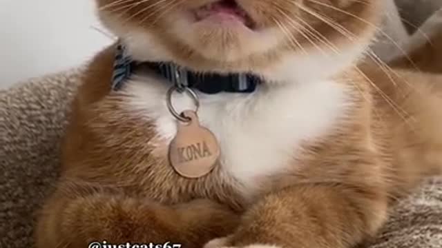 Do you find it difficult to laugh? then check out these amusing creatures. 😜👍