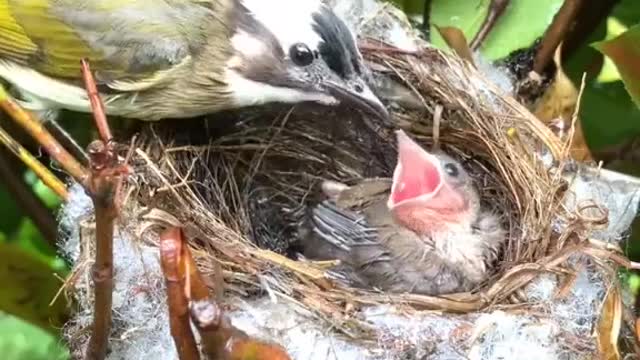 The baby bird is hungry