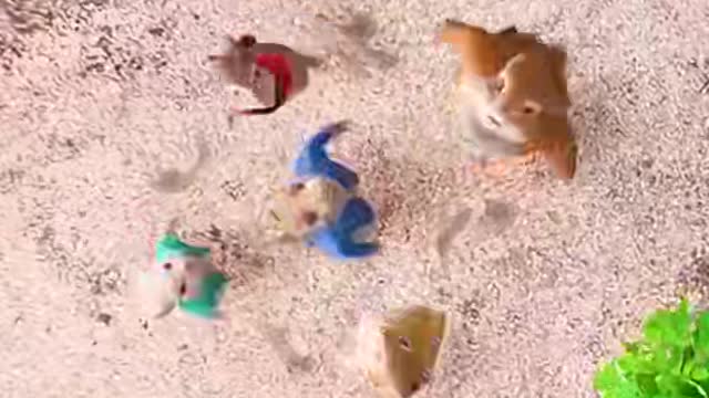 Lapin lapin
