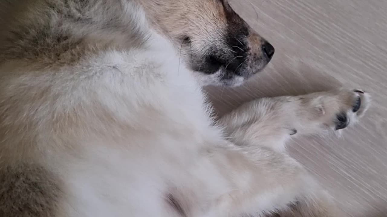 a sleeping puppy