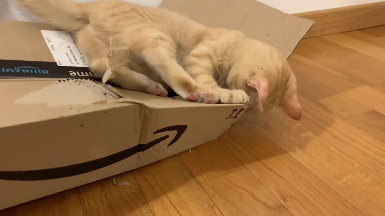 The Destroyer of Boxes