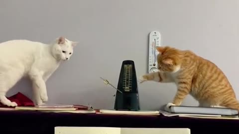 Orange cat is suitable for scientific research and white cat is suitable for music.