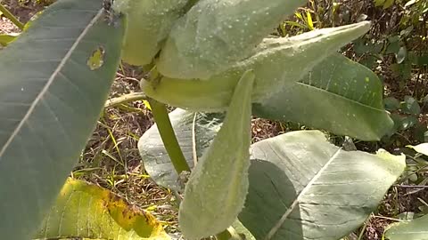 Milkweed