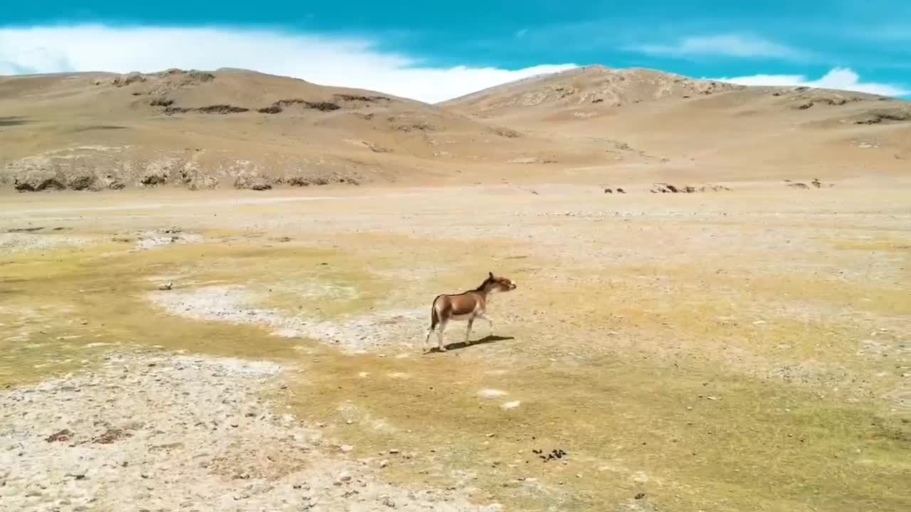 When a pack of horses got lost