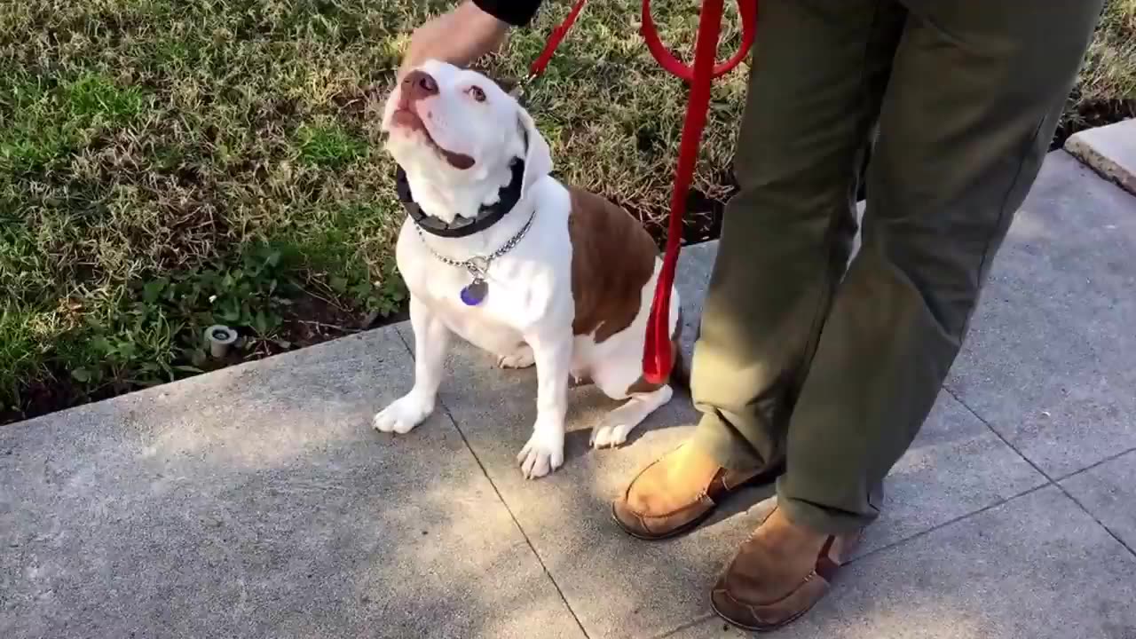 Behind the scenes working with rescue Pitbull