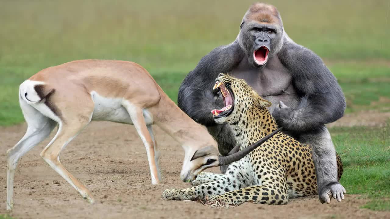 Power of gorilla ...grandes Gazal takedown with horns lions vs Baboon vs Cheetah