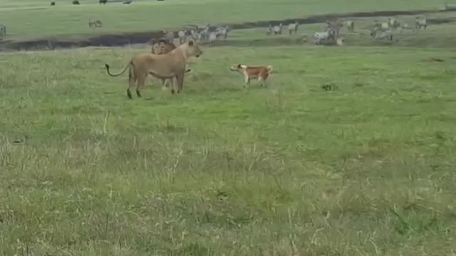 Dog Chasing Lion