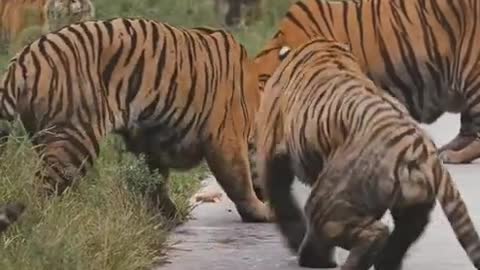 Tiger eating chicken in road