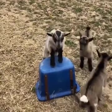 Knock me down if you can 🤣