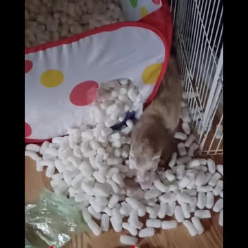 National Ferret Day pt 2!