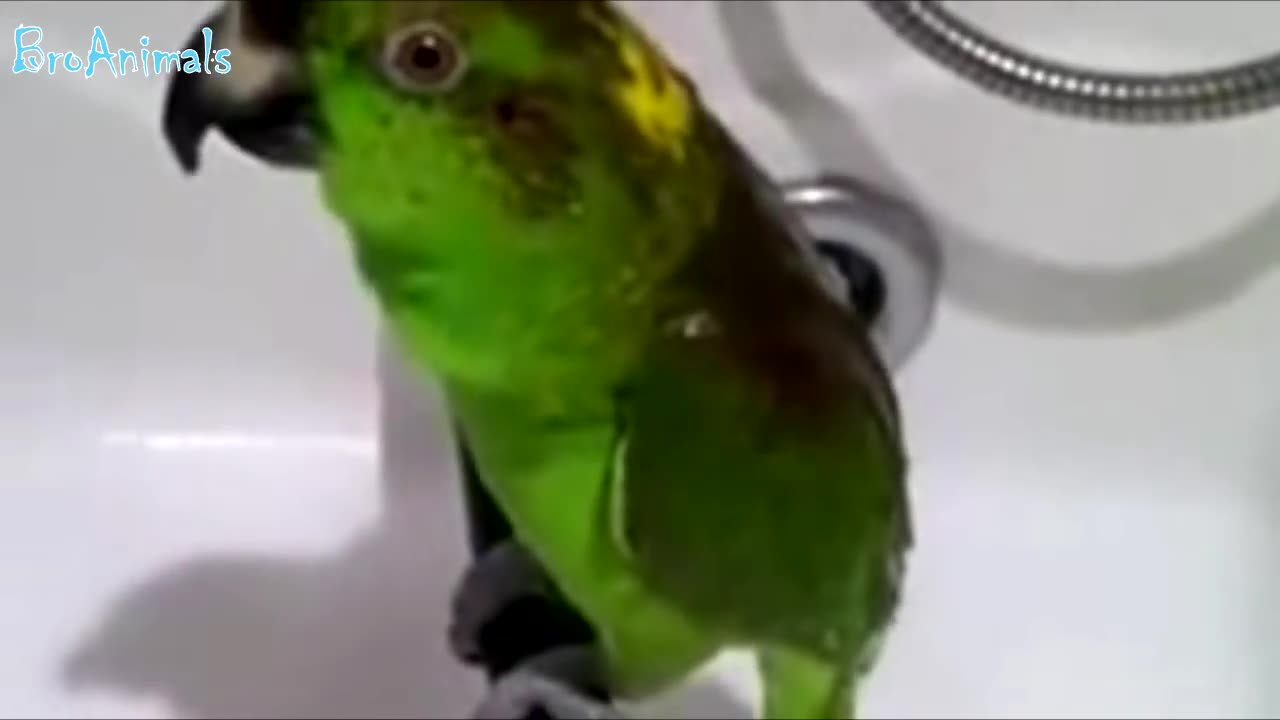 Crazy parrots (CRAZY PARROTS), fun with parrots