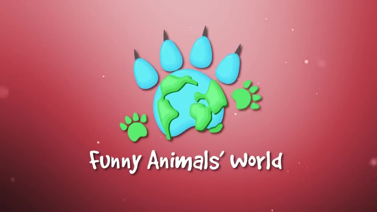 Funny animals