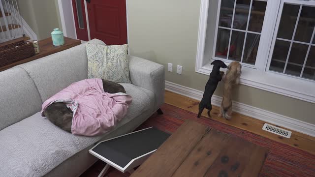 The Dogs are HOME ALONE - then Puppy Burglar Arrives! 😲