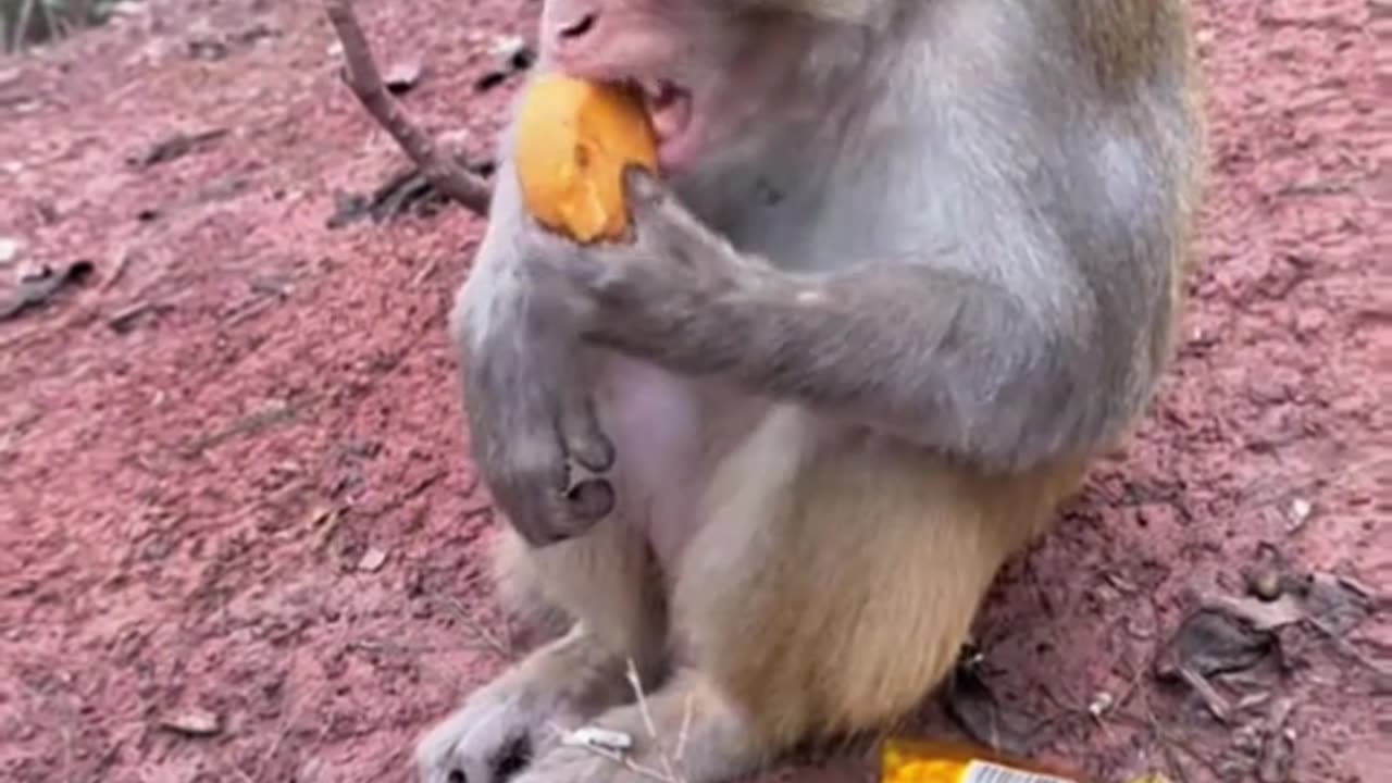 Monkey has a good appetite