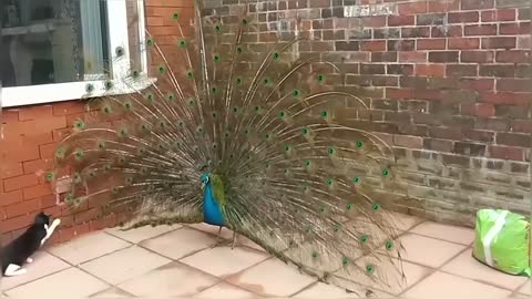 Peacock Vs Cats Compilation