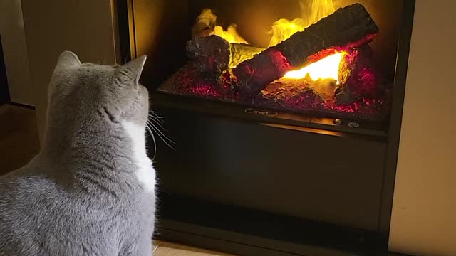 Fireproof cat Cacus