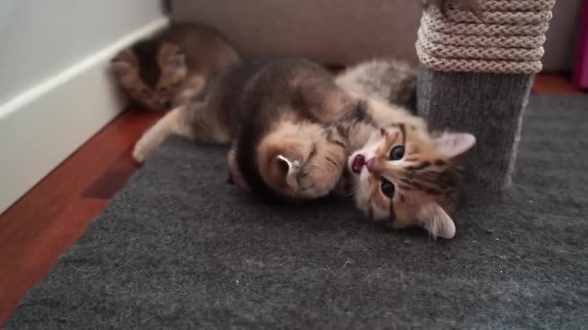 Hosico's kittens