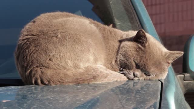 Adorable cat sleeps deeply