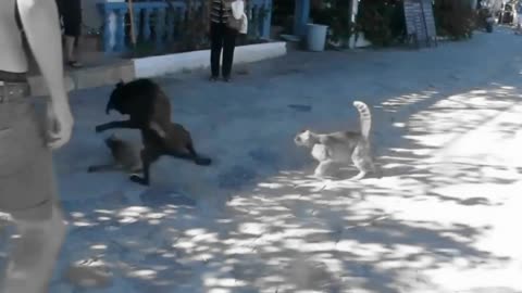 Dog vs three cat