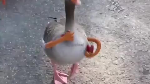 Funny duck with arms