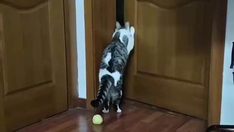 Intelligent cat 🤣