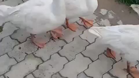 Duck running
