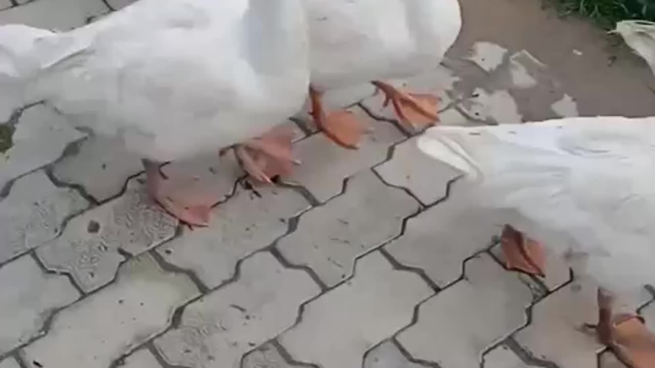 Duck running