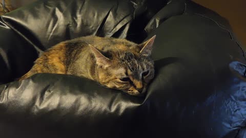 Rainy Day Cat