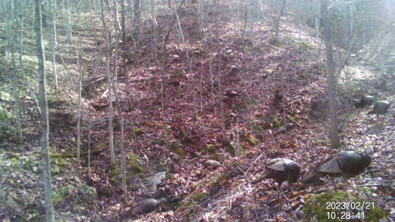 Hill side full of Turkeys 2-21-2023