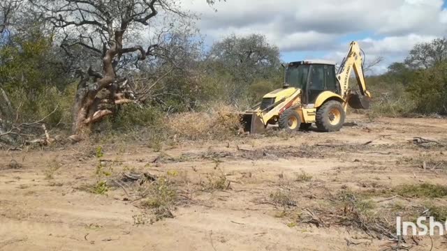 Desmatando 1,5 hectares com retroescavadeira