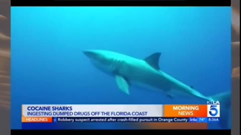 Sharks like cocaine