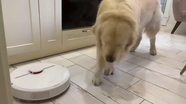 Funny Golden Retriever Reacts to Robot Vacuum Dreame D9!