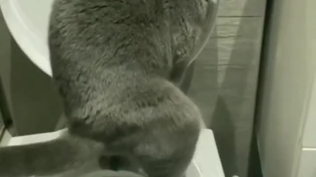 funny cat short videos |😂| part 128 |👍| #hellocats #shorts #shortvideo