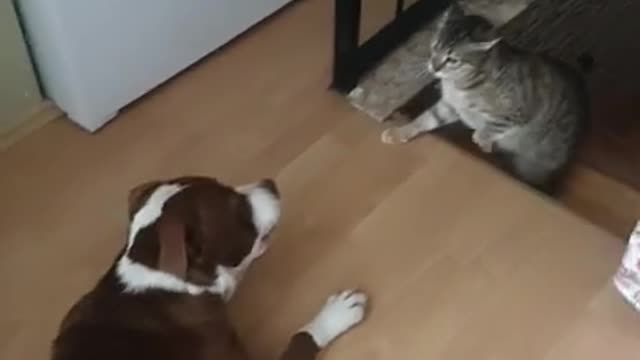 DOG VS CAT FIGHT #DOG #CAT #DOGVSCAT